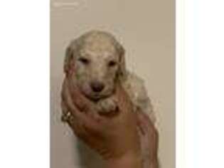 Mutt Puppy for sale in Summerdale, AL, USA