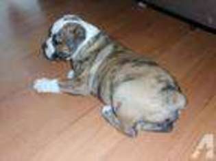 Olde English Bulldogge Puppy for sale in SYRACUSE, NY, USA