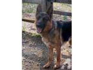 German Shepherd Dog Puppy for sale in ROUND HILL, VA, USA