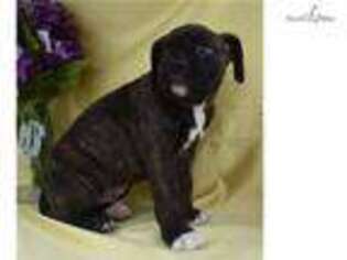 Boxer Puppy for sale in Columbus, OH, USA