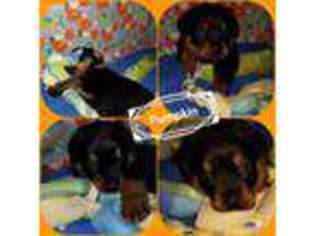 Rottweiler Puppy for sale in La Moille, IL, USA