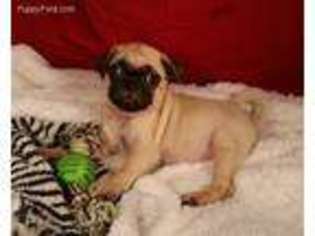 Pug Puppy for sale in Hudson, SD, USA