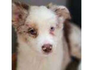 Miniature Australian Shepherd Puppy for sale in Montgomery, IL, USA