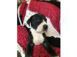 Great Dane Puppy for sale in Lynchburg, VA, USA