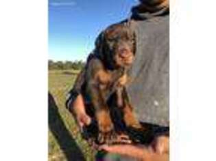 Doberman Pinscher Puppy for sale in Brownsville, TN, USA