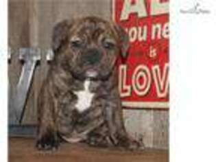 Beabull Puppy for sale in Jonesboro, AR, USA