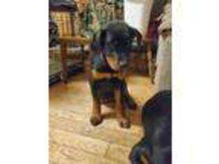 Rottweiler Puppy for sale in Crowley, TX, USA