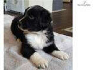 Australian Shepherd Puppy for sale in Albuquerque, NM, USA