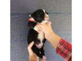 Australian Shepherd Puppy for sale in Detroit, MI, USA