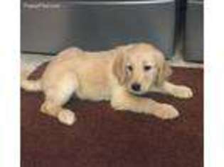 Labradoodle Puppy for sale in Bristol, SD, USA