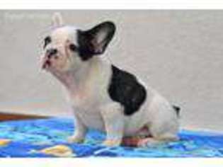 French Bulldog Puppy for sale in Plainfield, IN, USA