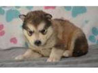 Alaskan Malamute Puppy for sale in Kendallville, IN, USA