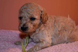 Mutt Puppy for sale in Thief River Falls, MN, USA