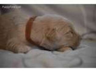 Golden Retriever Puppy for sale in Campo, CO, USA