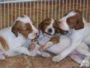 Irish Red and White Setter Puppy for sale in WELLSVILLE, NY, USA
