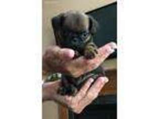 Brussels Griffon Puppy for sale in Greenville, SC, USA