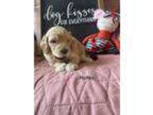 Goldendoodle Puppy for sale in Everton, MO, USA