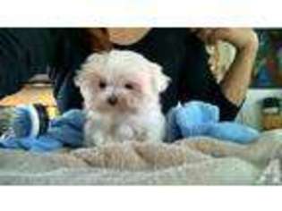 Maltese Puppy for sale in SUISUN CITY, CA, USA