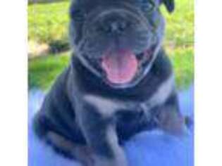 French Bulldog Puppy for sale in Hobbs, NM, USA