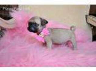 Pug Puppy for sale in Sparta, NC, USA