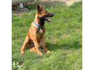 Belgian Malinois Puppy for sale in Rapid City, SD, USA