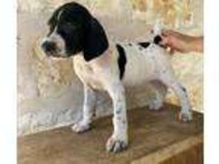 German Shorthaired Pointer Puppy for sale in Spring Branch, TX, USA