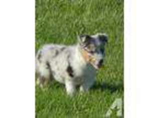 Border Collie Puppy for sale in SAINT JOHNS, MI, USA
