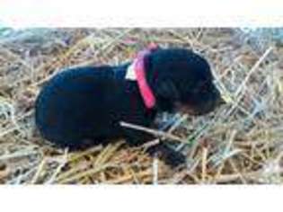 Rottweiler Puppy for sale in GROVEPORT, OH, USA