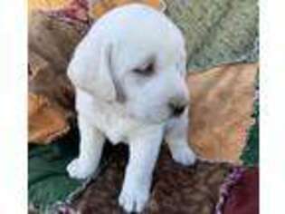 Labrador Retriever Puppy for sale in Sanford, CO, USA