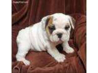Bulldog Puppy for sale in West Des Moines, IA, USA