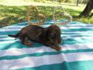 Dachshund Puppy for sale in Stockdale, TX, USA