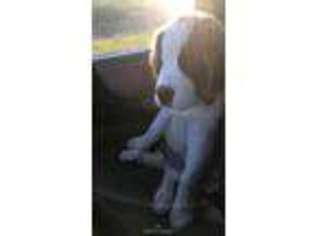 Saint Bernard Puppy for sale in North Judson, IN, USA