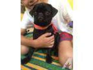 Pug Puppy for sale in LATHROP, CA, USA