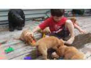 Labrador Retriever Puppy for sale in ISANTI, MN, USA