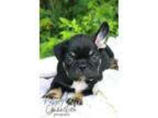French Bulldog Puppy for sale in Bremen, IN, USA