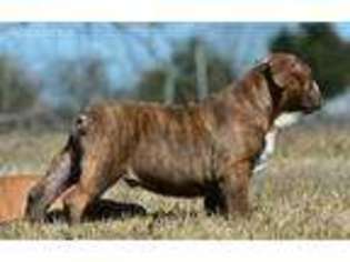 Olde English Bulldogge Puppy for sale in Santa Fe, TX, USA