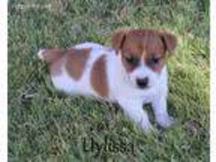 Jack Russell Terrier Puppy for sale in Tatum, NM, USA