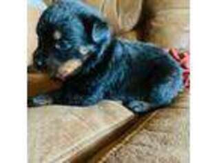 Rottweiler Puppy for sale in Bradford, NY, USA