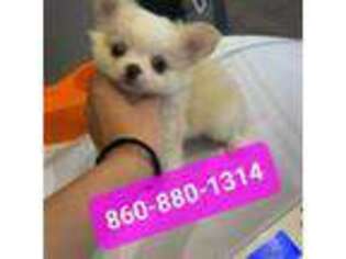 Chihuahua Puppy for sale in Groton, CT, USA