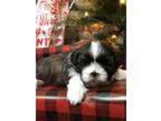 Mutt Puppy for sale in Orwell, VT, USA