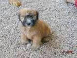 Soft Coated Wheaten Terrier Puppy for sale in Parker, CO, USA