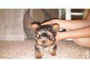 Mutt Puppy for sale in WHEATLAND, MO, USA