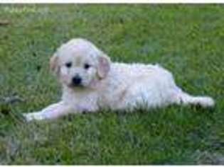 Labradoodle Puppy for sale in Campobello, SC, USA