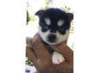 Alaskan Klee Kai Puppy for sale in Lancaster, PA, USA