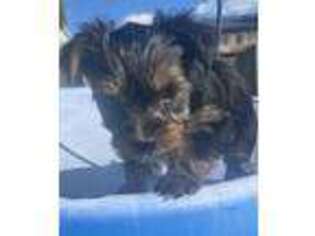 Yorkshire Terrier Puppy for sale in Montrose, CO, USA
