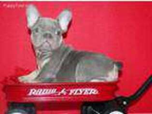 French Bulldog Puppy for sale in Bayonne, NJ, USA