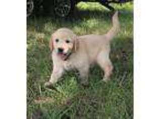 Golden Retriever Puppy for sale in Shelbyville, TN, USA
