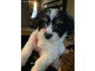 Havanese Puppy for sale in Las Vegas, NV, USA