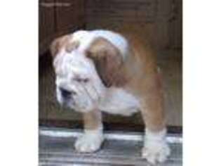 Bulldog Puppy for sale in Fountain, MN, USA