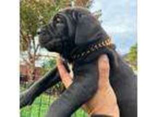 Cane Corso Puppy for sale in Watsonville, CA, USA